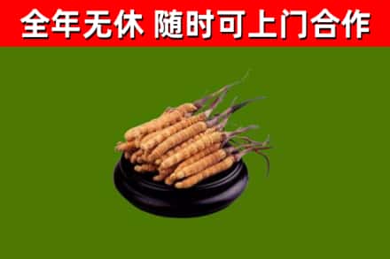 长泰县烟酒回收冬虫夏草.jpg